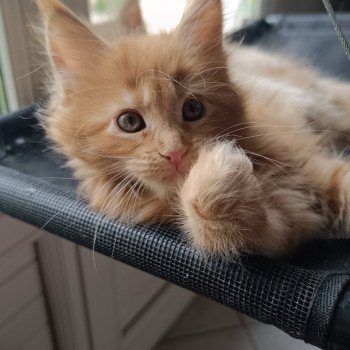 chaton Maine coon red tabby male 1 Chatterie du Loup d'Orcoon