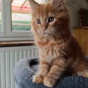 chaton Maine coon red blotched tabby AYABEE Chatterie du Loup d'Orcoon