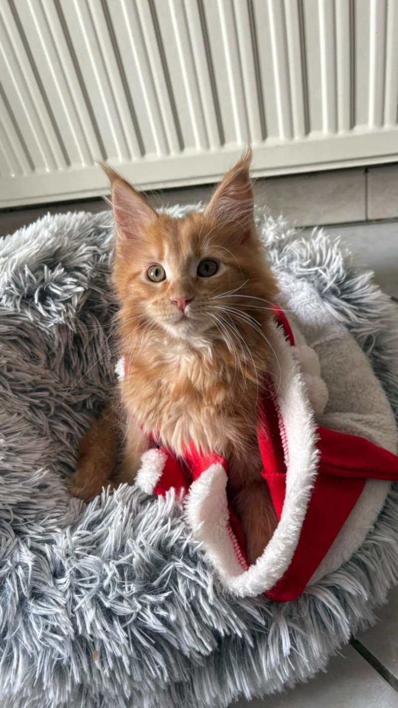 AYABEE du Loup d'Orcoon Femelle Maine coon