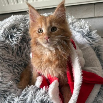 chaton Maine coon red blotched tabby AYABEE Chatterie du Loup d'Orcoon