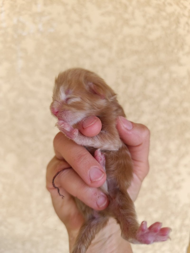 male 2 du Loup d'Orcoon Mâle Maine coon