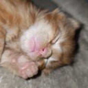 chaton Maine coon red silver tabby male 2 Chatterie du Loup d'Orcoon chaton Maine coon red silver tabby male 2 Chatterie du Loup d'Orcoon