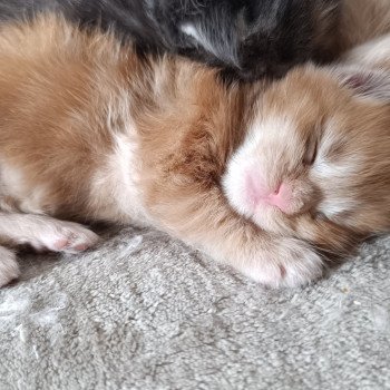 chaton Maine coon red silver tabby male 2 Chatterie du Loup d'Orcoon chaton Maine coon red silver tabby male 2 Chatterie du Loup d'Orcoon