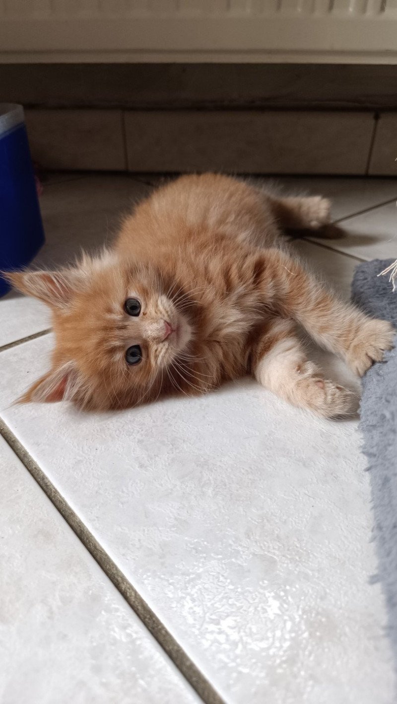 male 2 du Loup d'Orcoon Mâle Maine coon male 2 du Loup d'Orcoon Mâle Maine coon