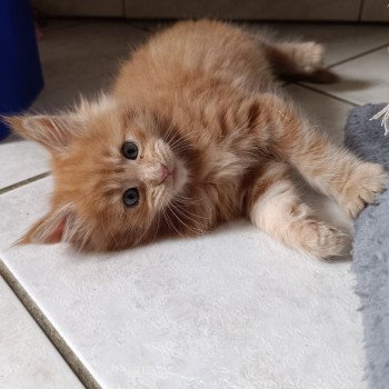 chaton Maine coon red tabby male 2 Chatterie du Loup d'Orcoon chaton Maine coon red tabby male 2 Chatterie du Loup d'Orcoon