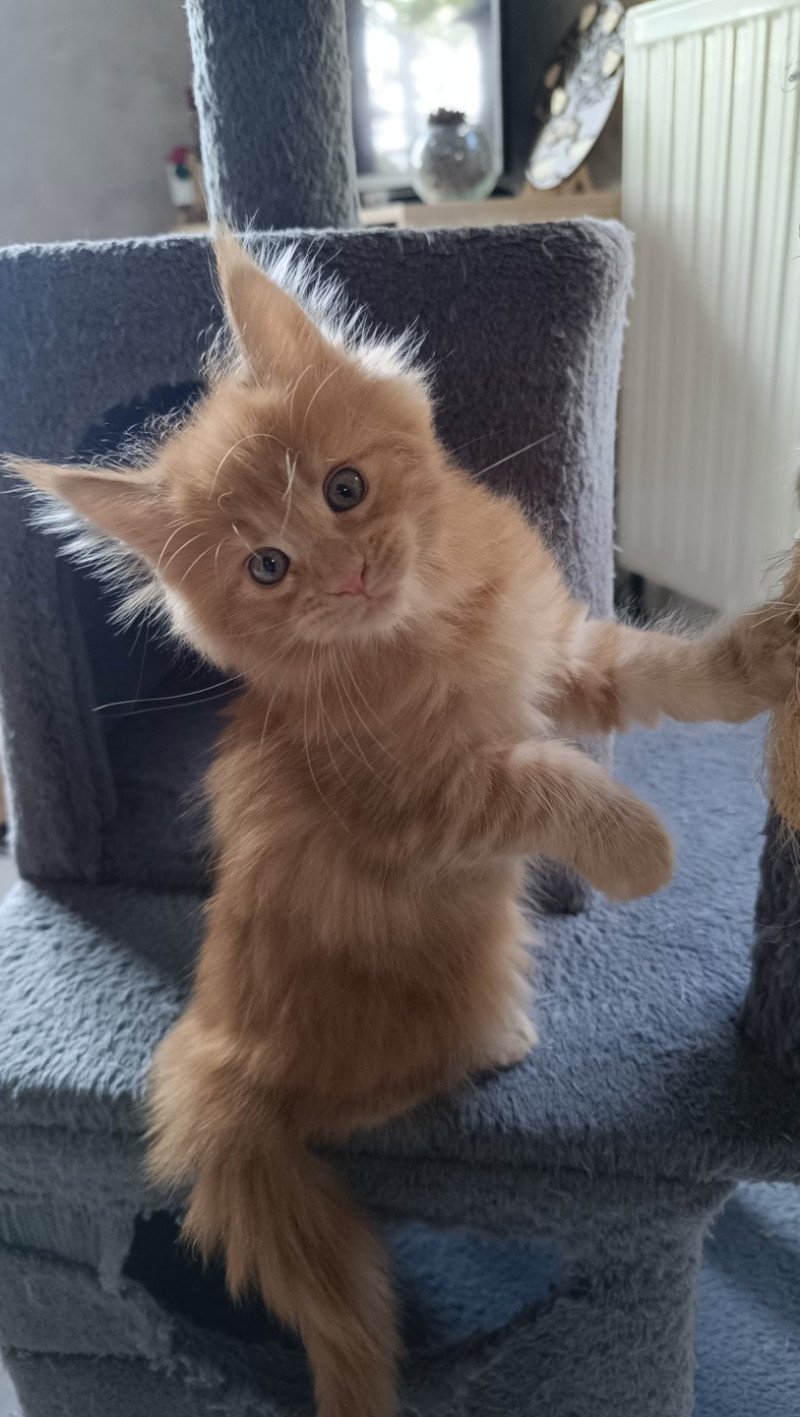 Abee du loup d'orcoon du Loup d'Orcoon Femelle Maine coon