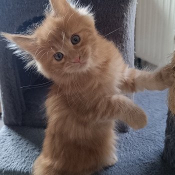 chaton Maine coon red tabby male 2 Chatterie du Loup d'Orcoon