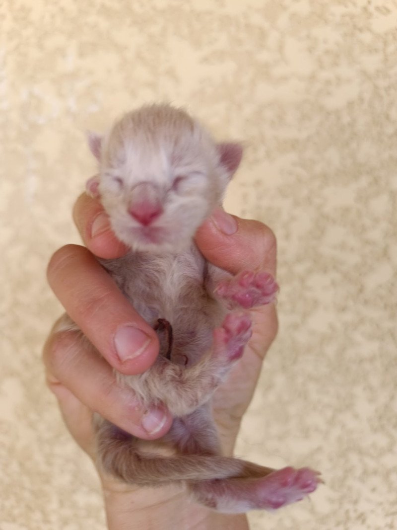 male 3 du Loup d'Orcoon Mâle Maine coon