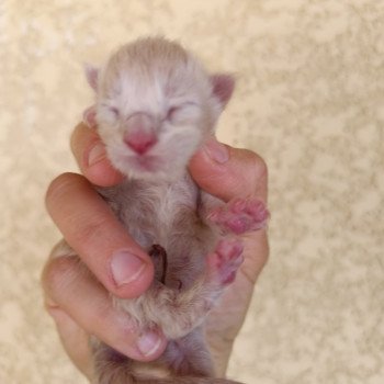 chaton Maine coon cream smoke Chatterie du Loup d'Orcoon