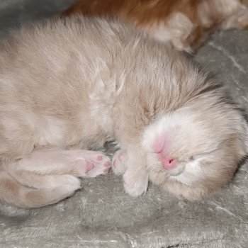 chaton Maine coon cream smoke male 3 Chatterie du Loup d'Orcoon chaton Maine coon cream smoke male 3 Chatterie du Loup d'Orcoon