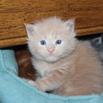 chaton Maine coon cream smoke male 3 Chatterie du Loup d'Orcoon chaton Maine coon cream smoke male 3 Chatterie du Loup d'Orcoon