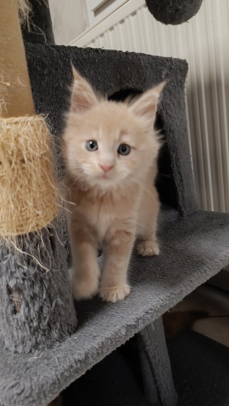 male 3 du Loup d'Orcoon Mâle Maine coon male 3 du Loup d'Orcoon Mâle Maine coon