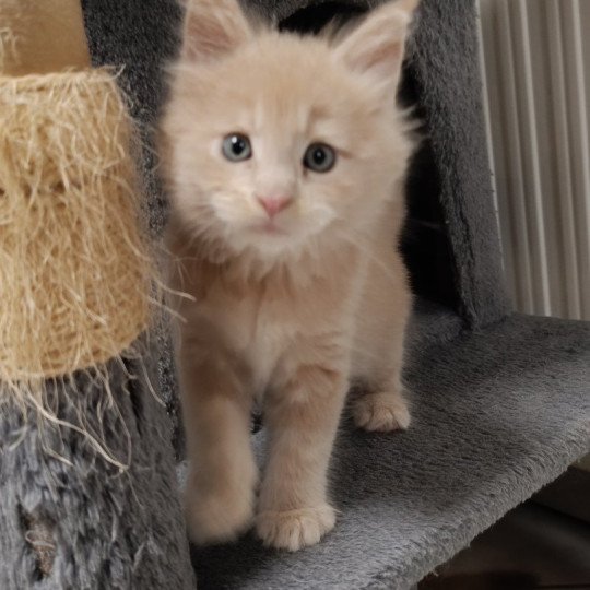 male 3 du Loup d'Orcoon Mâle Maine coon