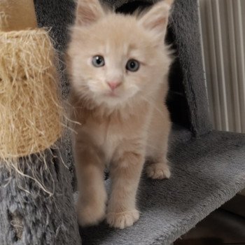 chaton Maine coon cream smoke male 3 Chatterie du Loup d'Orcoon chaton Maine coon cream smoke male 3 Chatterie du Loup d'Orcoon