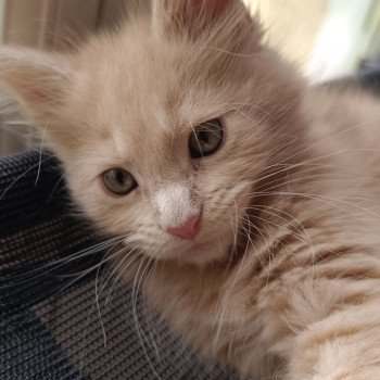 chaton Maine coon cream smoke male 3 Chatterie du Loup d'Orcoon