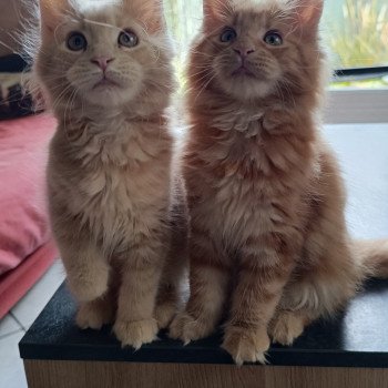 chaton Maine coon cream blotched tabby ARIA Chatterie du Loup d'Orcoon