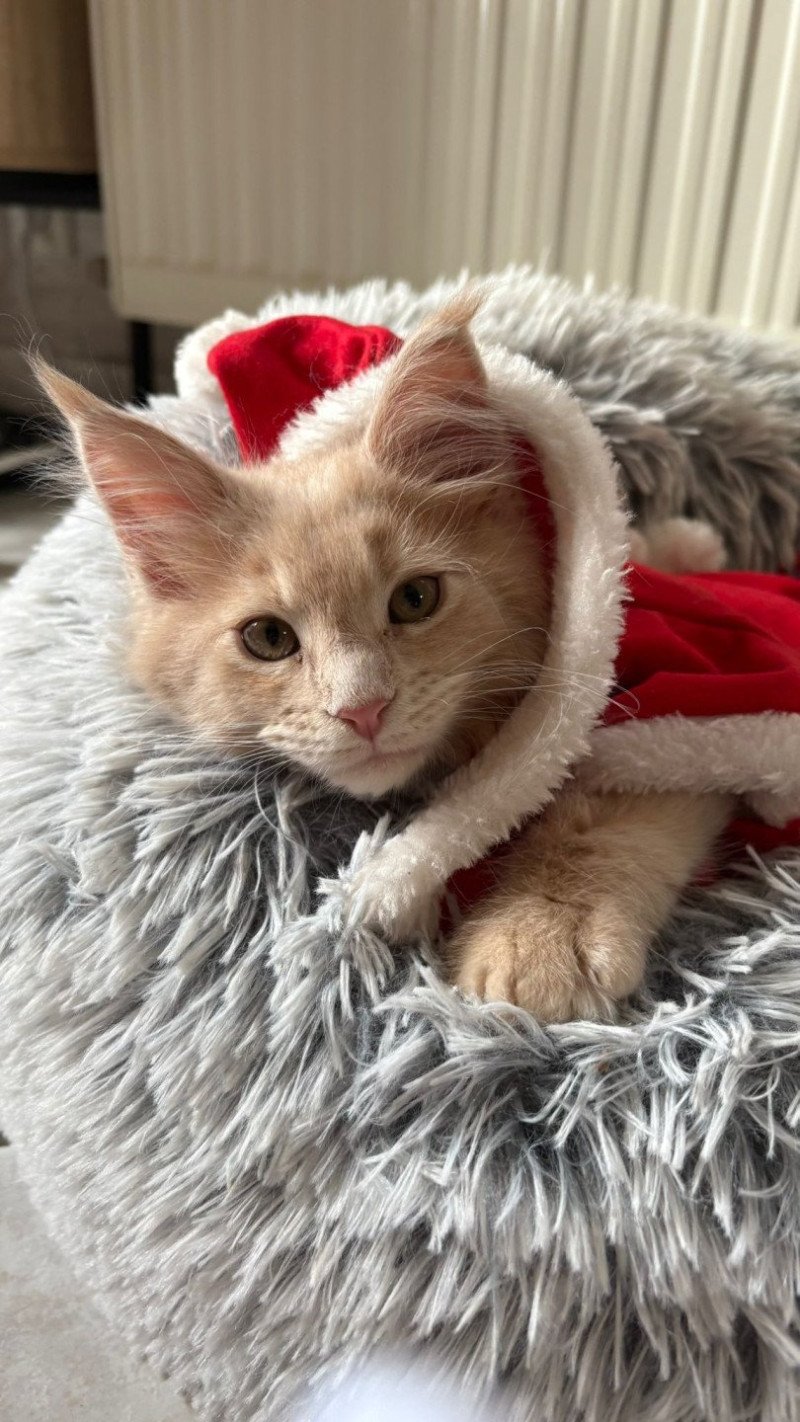 ARIA du Loup d'Orcoon Femelle Maine coon