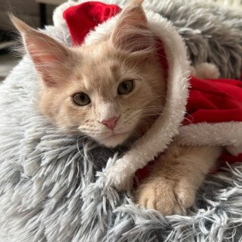 chaton Maine coon cream blotched tabby ARIA Chatterie du Loup d'Orcoon