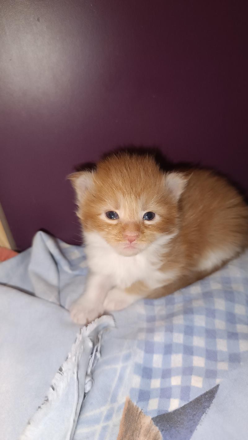 1er chaton (Portée Tendō ❤ Uchiwa Itachi) - Femelle red mackerel tabby bicolor Femelle Maine coon