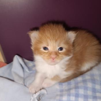 chaton Maine coon red mackerel tabby bicolor Chatterie du Loup d'Orcoon