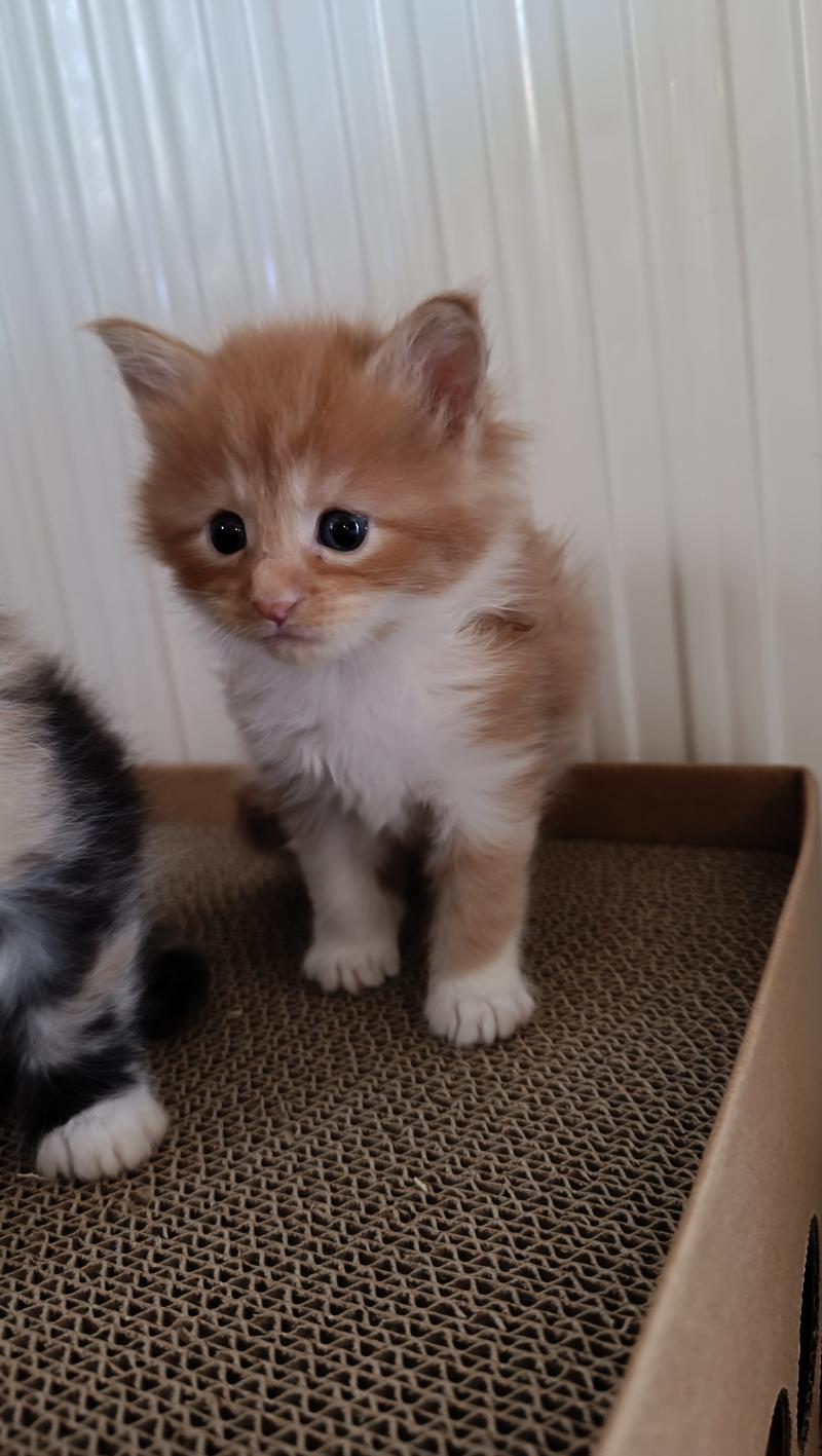 1er chaton (Portée Tendō ❤ Uchiwa Itachi) - Femelle red mackerel tabby bicolor Femelle Maine coon