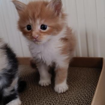 chaton Maine coon red mackerel tabby bicolor Chatterie du Loup d'Orcoon