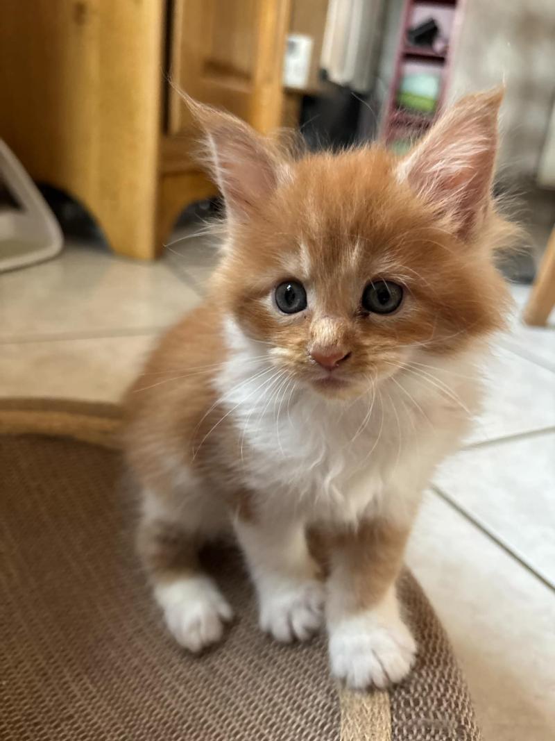 Bijin du Loup d'Orcoon Femelle Maine coon