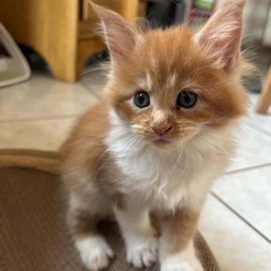 1er chaton (Portée Tendō ❤ Uchiwa Itachi 2026) - Femelle red mackerel tabby bicolor Femelle Maine coon