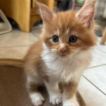 chaton Maine coon red mackerel tabby bicolor Chatterie du Loup d'Orcoon