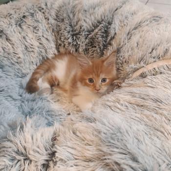 chaton Maine coon red silver mackerel tabby bicolor Bijin Chatterie du Loup d'Orcoon