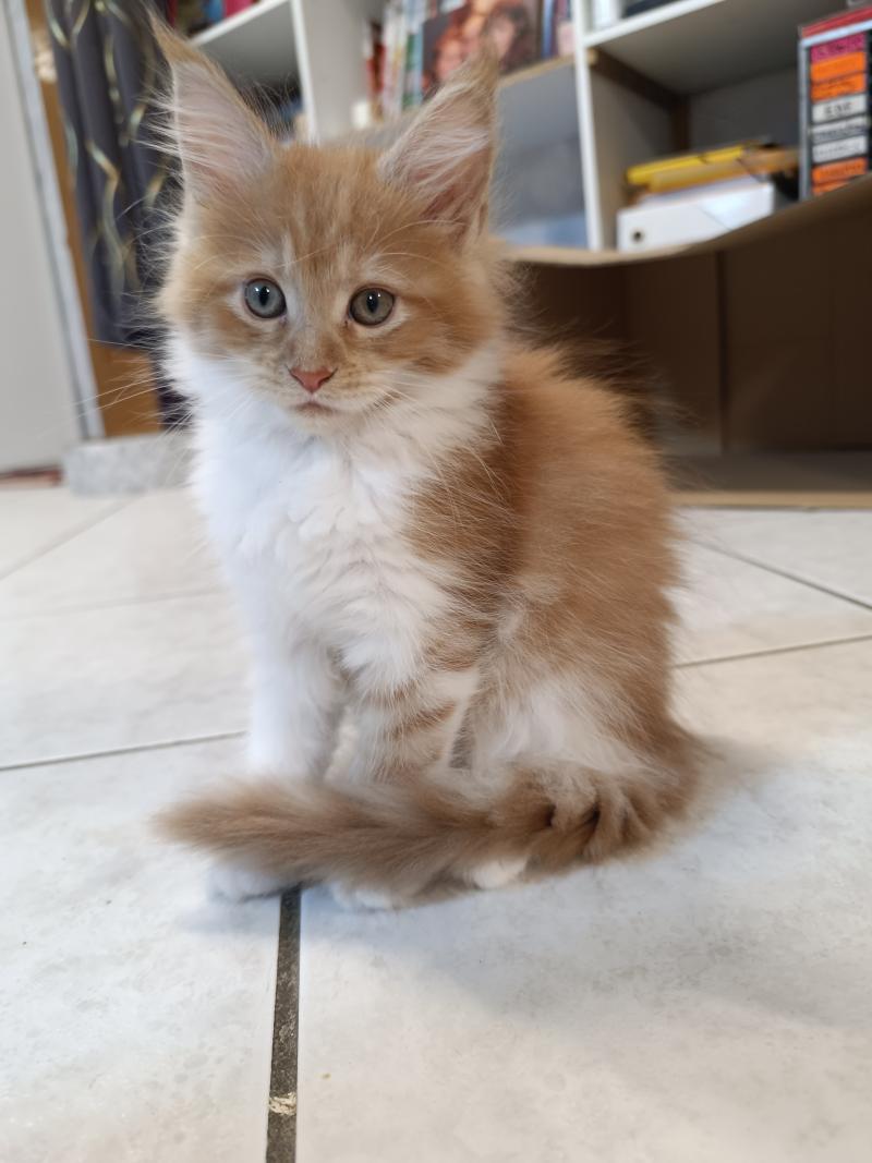 Bijin du Loup d'Orcoon Femelle Maine coon