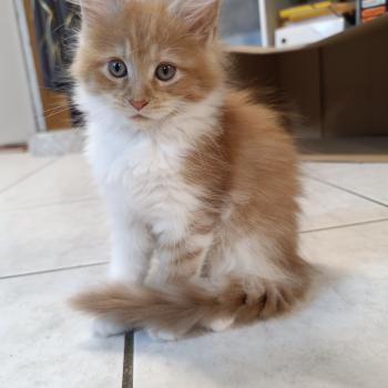chaton Maine coon red silver mackerel tabby bicolor Bijin Chatterie du Loup d'Orcoon