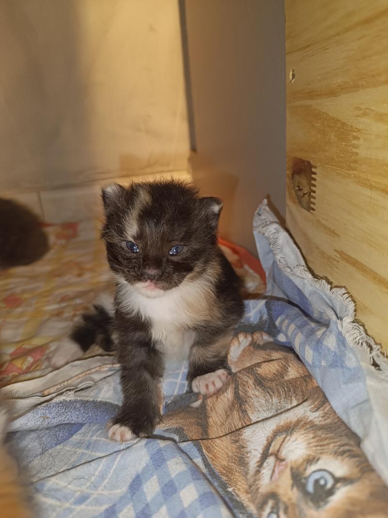 2e chaton (Portée Tendō ❤ Uchiwa Itachi) - Femelle black tortie & blanc Femelle Maine coon