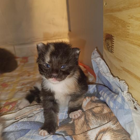 2e chaton (Portée Tendō ❤ Uchiwa Itachi) - Femelle black tortie & blanc Femelle Maine coon
