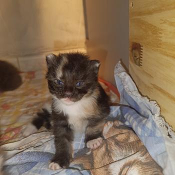 chaton Maine coon black tortie & blanc Chatterie du Loup d'Orcoon