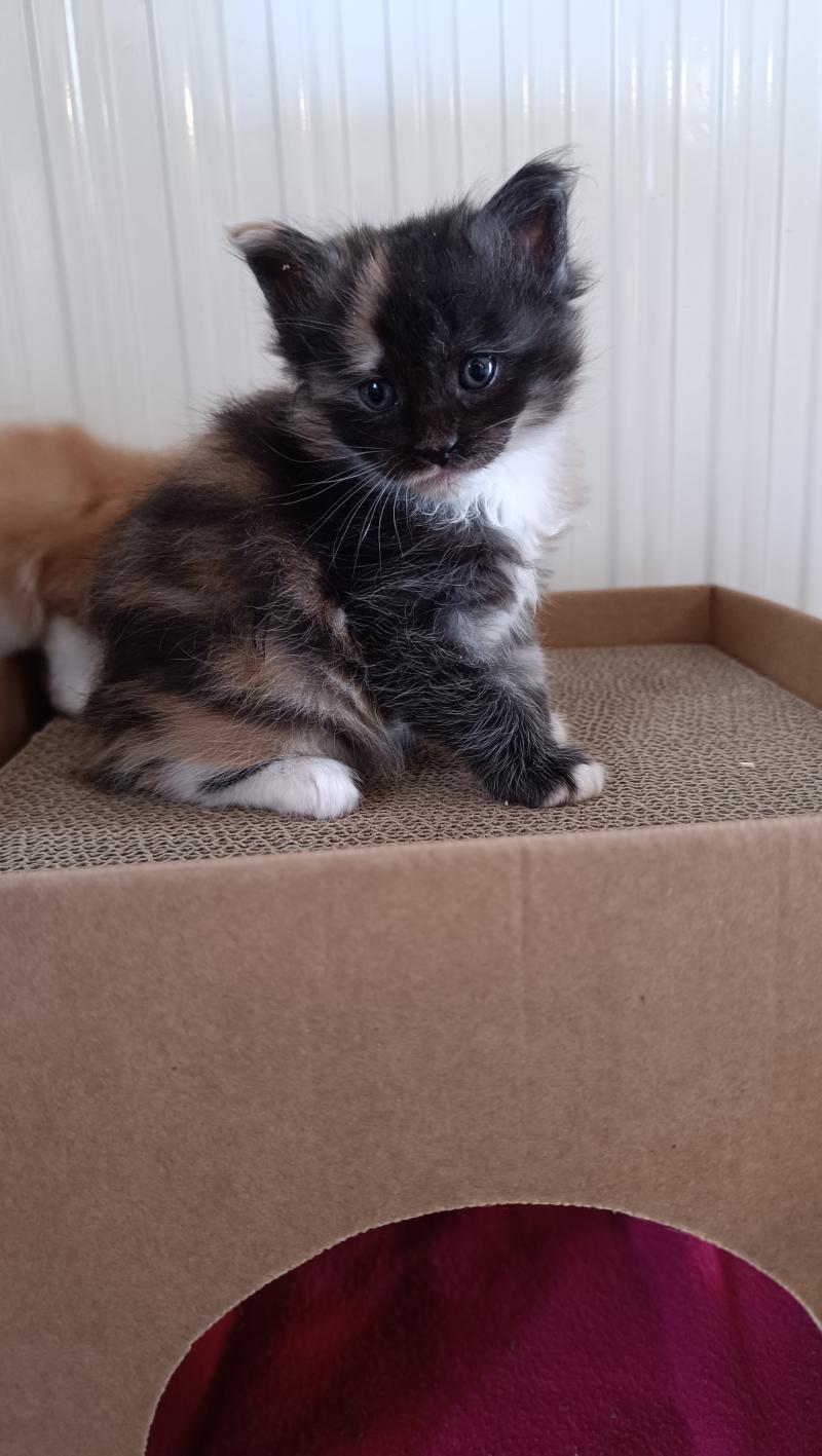 2e chaton (Portée Tendō ❤ Uchiwa Itachi) - Femelle black tortie & blanc Femelle Maine coon