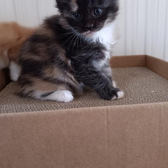 2e chaton (Portée Tendō ❤ Uchiwa Itachi 2026) - Femelle black tortie & blanc Femelle Maine coon