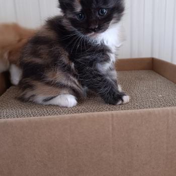 chaton Maine coon black tortie & blanc Chatterie du Loup d'Orcoon