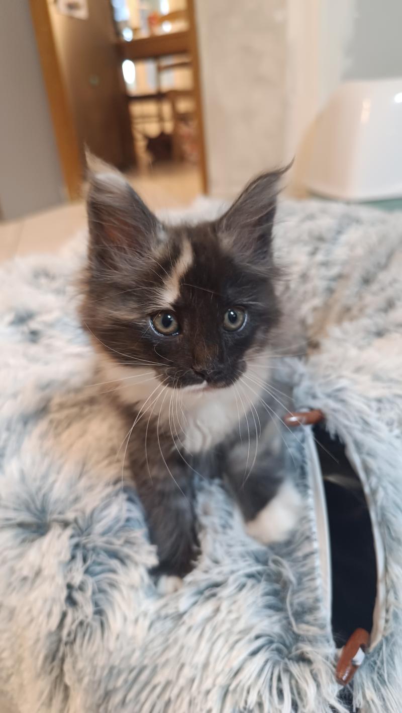 Betty carpenter du Loup d'Orcoon Femelle Maine coon
