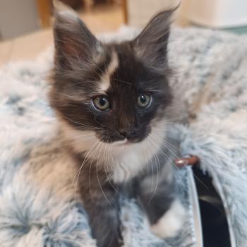 chaton Maine coon black tortie smoke & blanc Betty carpenter Chatterie du Loup d'Orcoon