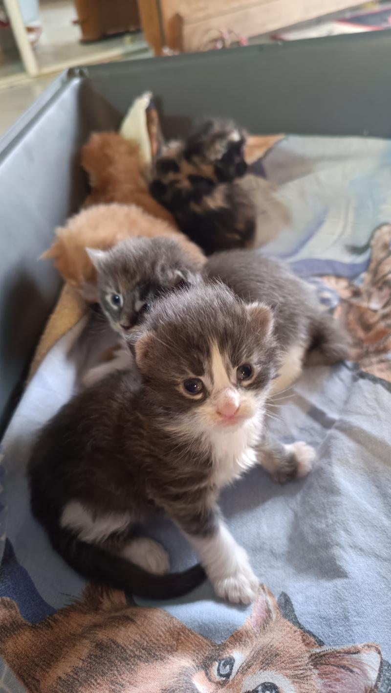 3e chaton (Portée Tendō ❤ Uchiwa Itachi) - Mâle blue tabby bicolor flamme blanche nez Mâle Maine coon