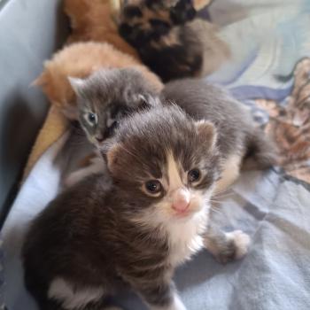 chaton Maine coon blue tabby bicolor Chatterie du Loup d'Orcoon