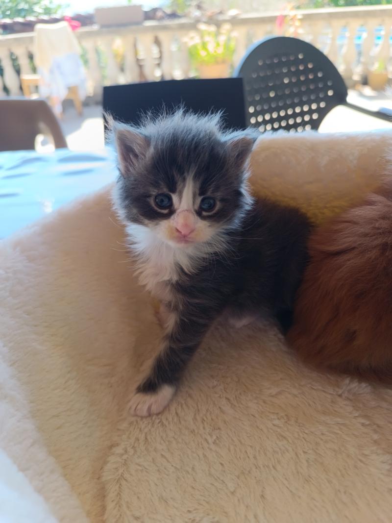 BANZAÏ du Loup d'Orcoon Mâle Maine coon
