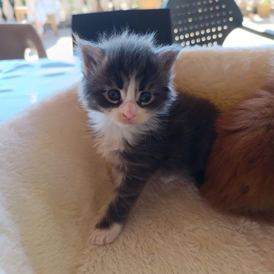 BANZAÏ du Loup d'Orcoon Mâle Maine coon