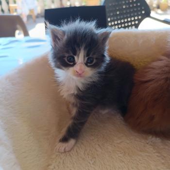chaton Maine coon blue tabby bicolor Chatterie du Loup d'Orcoon