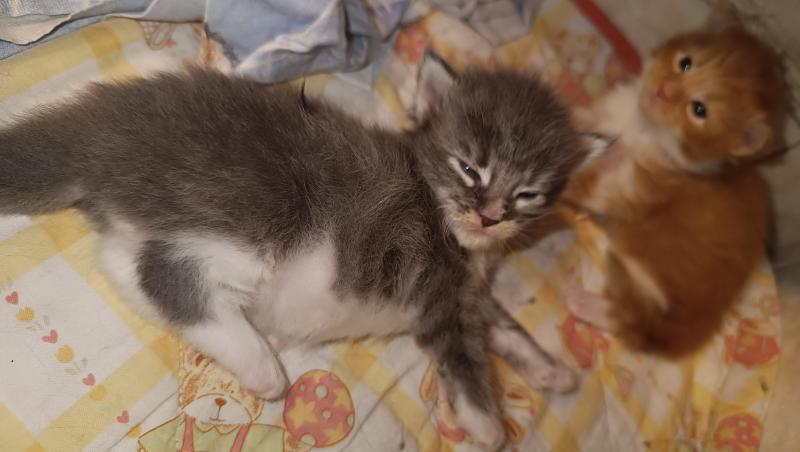 4e chaton (Portée Tendō ❤ Uchiwa Itachi) - Mâle blue tabby bicolor patte arriere gauche blanche Mâle Maine coon