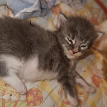 chaton Maine coon blue tabby bicolor Chatterie du Loup d'Orcoon