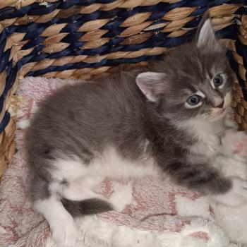 chaton Maine coon blue tabby bicolor Chatterie du Loup d'Orcoon