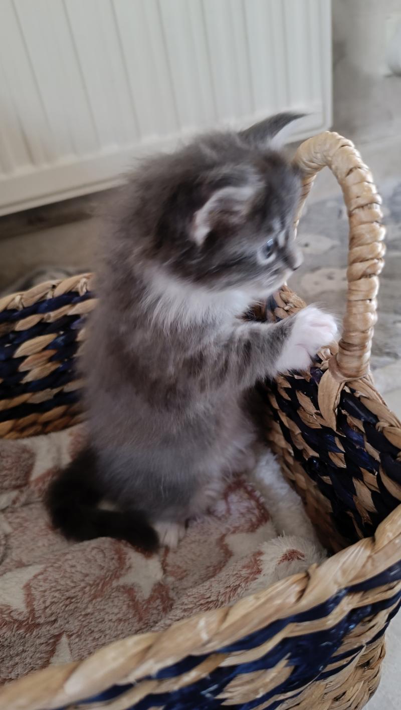 4e chaton (Portée Tendō ❤ Uchiwa Itachi) - Mâle blue tabby bicolor patte arriere gauche blanche Mâle Maine coon