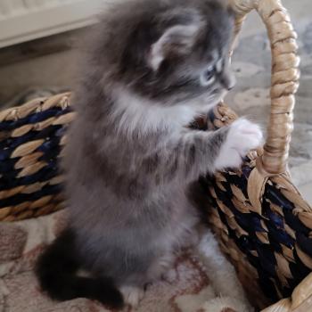 chaton Maine coon blue tabby bicolor Chatterie du Loup d'Orcoon